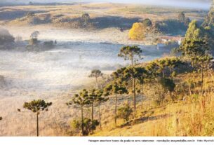 Paisagem amanhece branca da geada na serra catarinense - Foto: Mycchel Legnaghi
