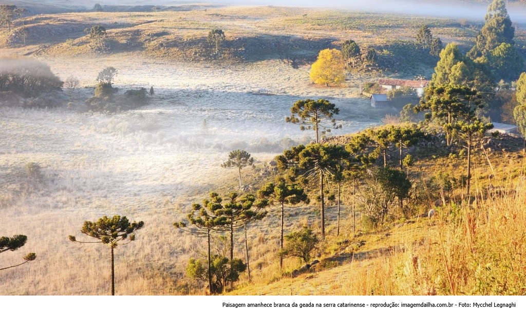 Paisagem amanhece branca da geada na serra catarinense - Foto: Mycchel Legnaghi